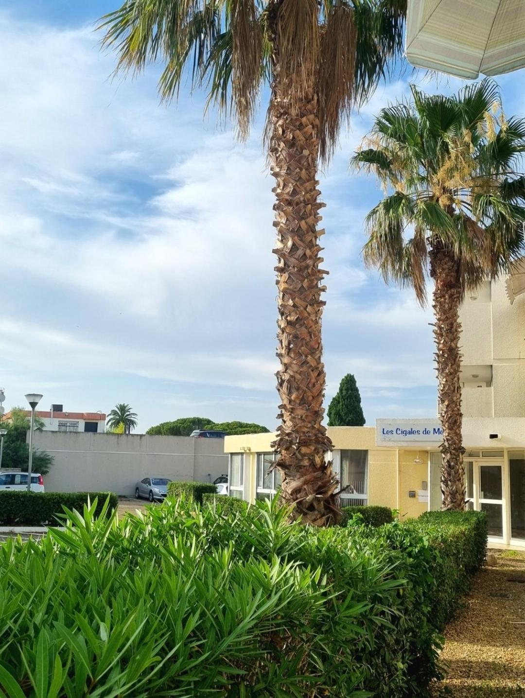 100 M De La Plage - Les Cigales De Mer - Studio Cabine - Parking Le Grau-du-Roi Eksteriør bilde